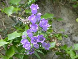 purple flowers in the garden on a branch
