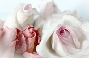 pink white Roses close up, Romantic Background