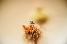 Macro photo of fly Insect Nectar