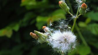 Green Flower Blossom