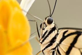 Insect Butterfly Closeup