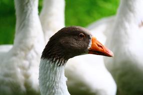 Geese Animals Nature