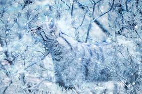 Beautiful and colorful, cute wildcat among the plants in snow, clipart