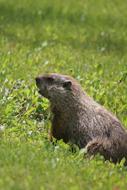 Groundhog Animal at Wildlife