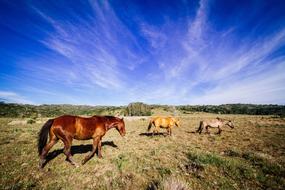 Horse Animal Brown