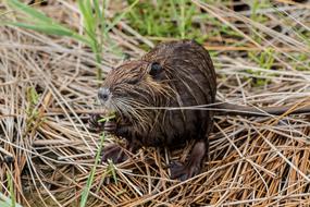Nutria Coypu Beaver Tail Rat
