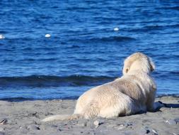 Dog Marine beach