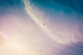 Beautiful and colorful sky with the clouds and flying bird