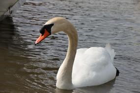Beautiful and cute, white swan swimming swan in the water with ripple