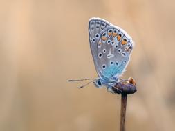 Butterfly Common Blue Butterflies