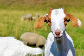 Colorful, cute and beautiful goats on pasture with plants in sunlight