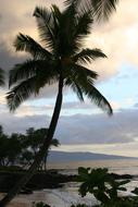 Hawaii Beach Water