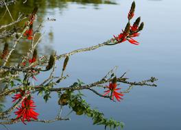 tree branch in front of the lake