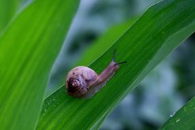 China Pet Wo snail