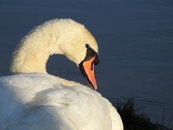 Swan Bird Water Animal