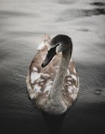 dark Duck Swan Bird
