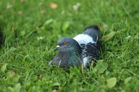 black and white dove lying on the grass