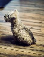 small Dog on Wooden Floor