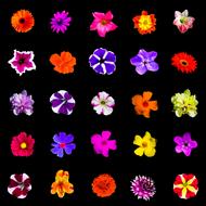 different flower buds on a black background