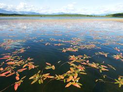 Autumn flowers on the lake
