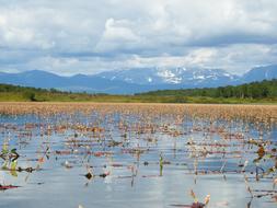 dry plants in the lake