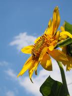 yellow sunflower is beautiful