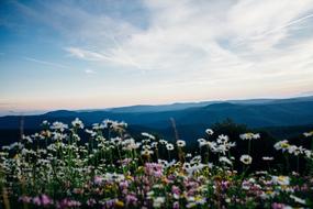 chamomile scented cloud