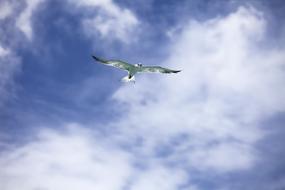 Bird Common Tern at Flight
