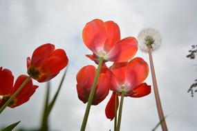 Tulips and blowball at cloudy sky, bottom view