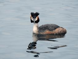 Great crested grebe, wild bird swims on Lake