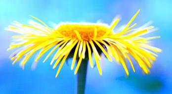 yellow dandelion against the blue sky