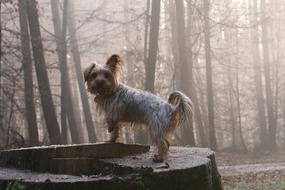 Yorkshire terrier Dogs Animal Pet