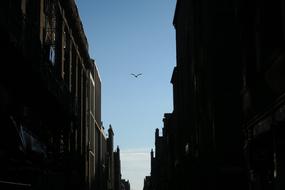 Architecture Building sky bird