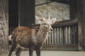 Colorful, cute and beautiful deer near the wooden house