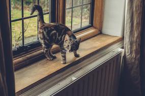 Colorful, cute and beautiful cat near the window, in the house