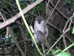 Beautiful and cute green monkey among the plants on Barbados
