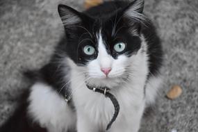 cute Cat Animal