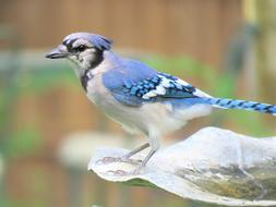 Blue Jay And White Bird