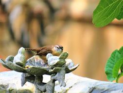 Tiny Brown And Tan Bird on birdfeeder