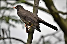 Beautiful, dark bird on the branch of the plant