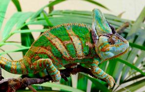 Chameleon Reptile Animal Colour