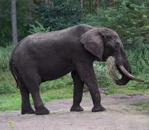 Beautiful, dark elephant near the green plants in Africa