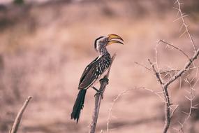 Branch Bird Animal at wildlife