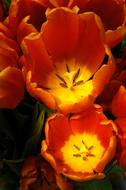 beautiful open tulips