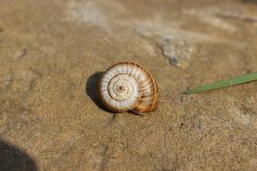 Snails Animal Nature
