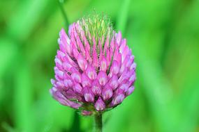purple beautiful flower on a green background