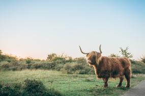 Horn Brown Animal