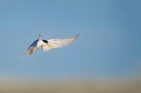 Beautiful and cute bird flying, at blurred background