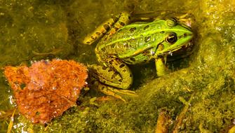 Frog Green Animal Pond