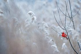 Red Bird on snowy Branch